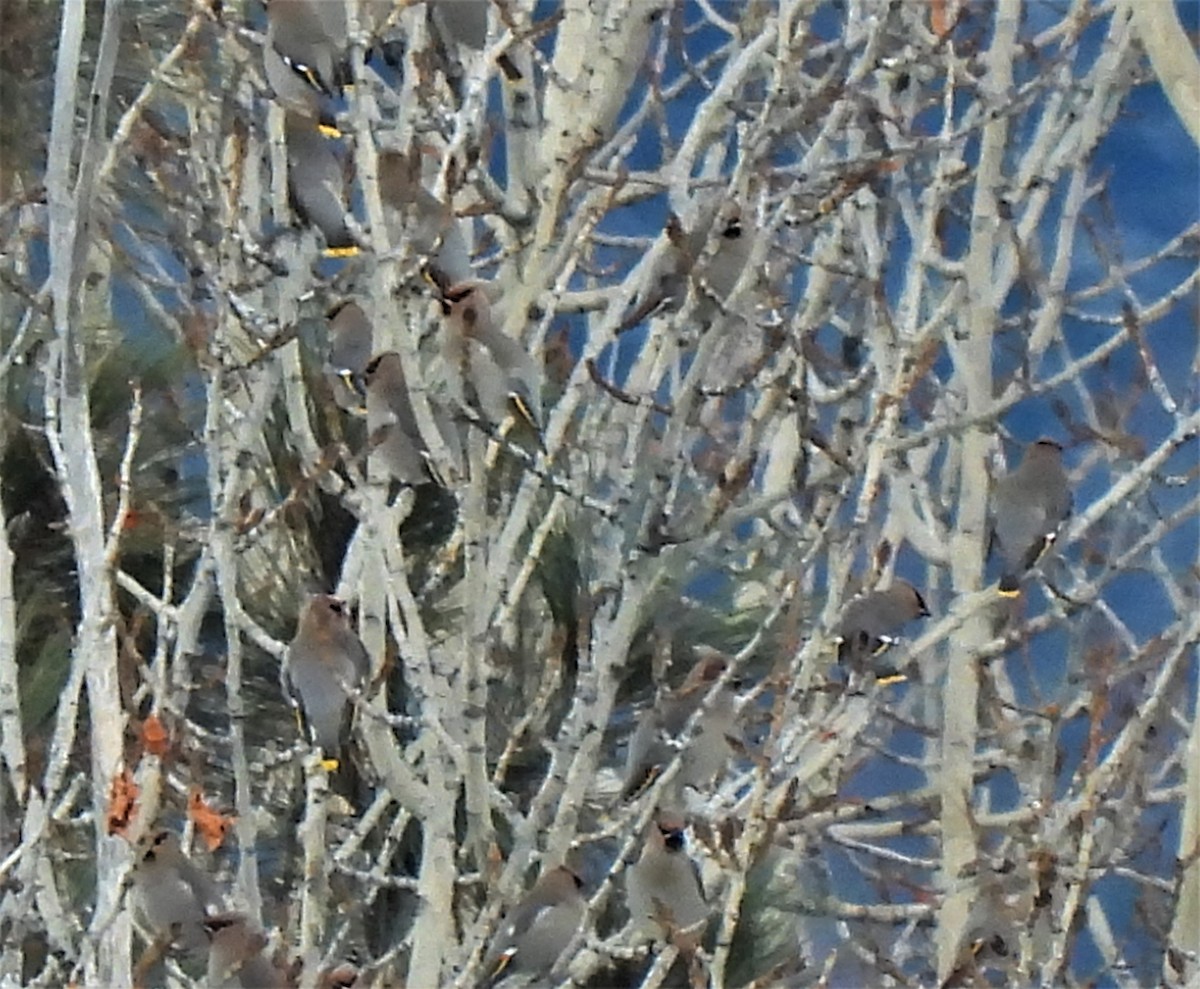 Bohemian Waxwing - Rick Bennett