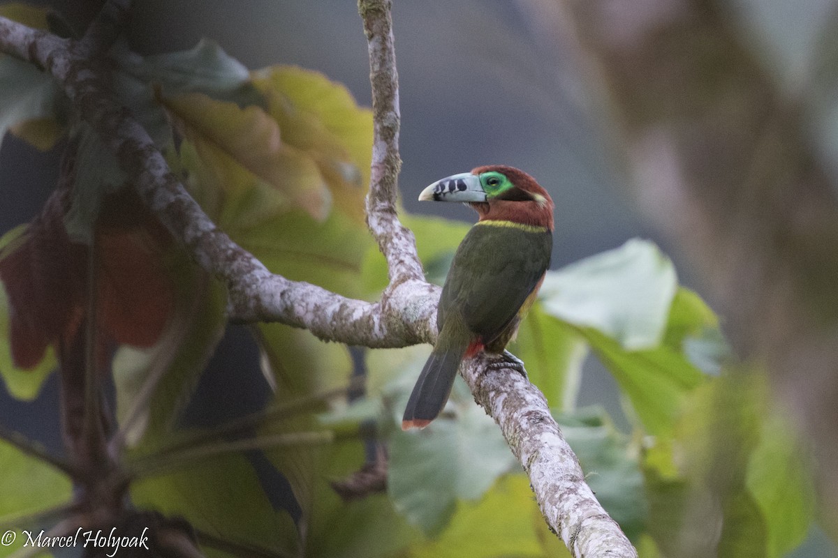 Spot-billed Toucanet - ML526773511