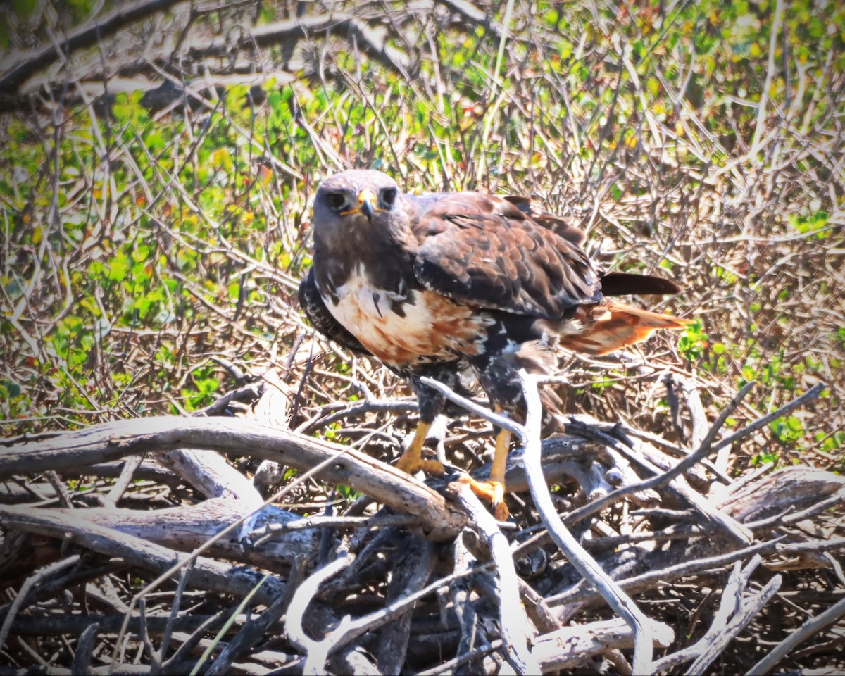 Jackal Buzzard - ML526773761