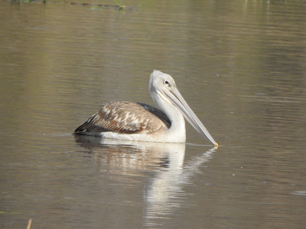 Pink-backed Pelican - Bev Agler