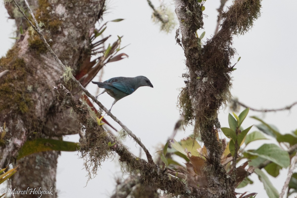 Azure-shouldered Tanager - ML526774561