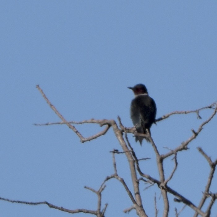 Lewis's Woodpecker - ML526775301