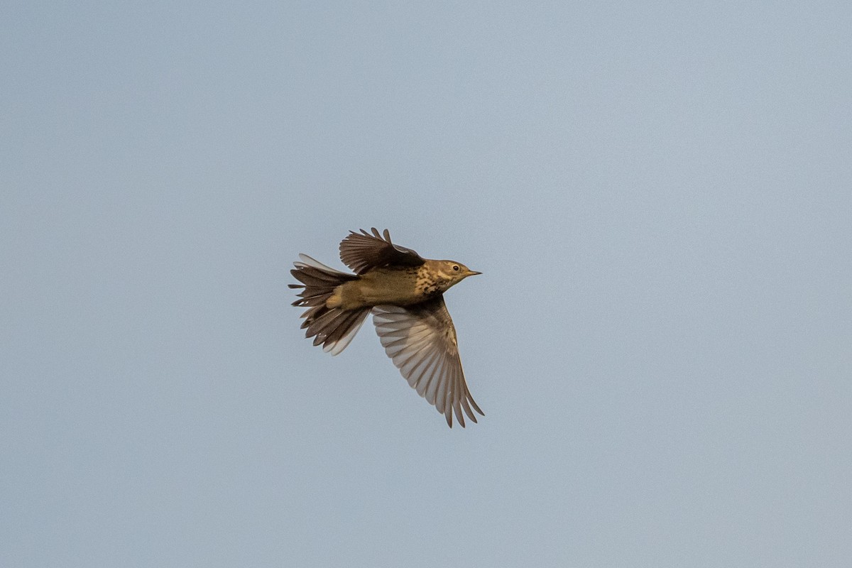 American Pipit - ML526775671