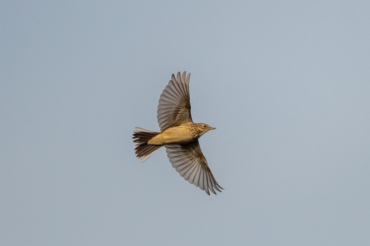 American Pipit - ML526775681