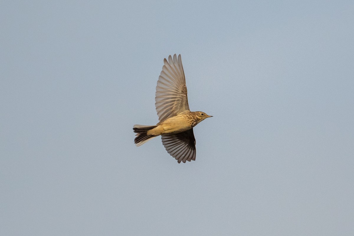 American Pipit - ML526775691