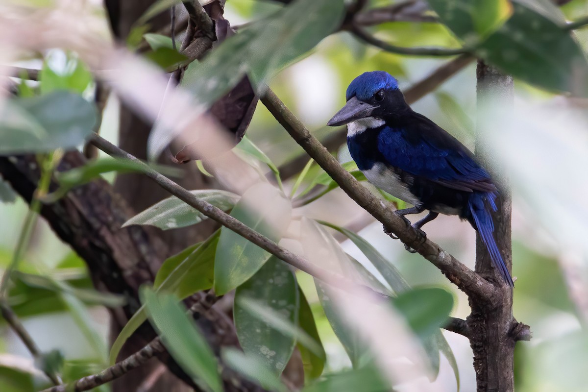 Blue-black Kingfisher - Khaleb Yordan