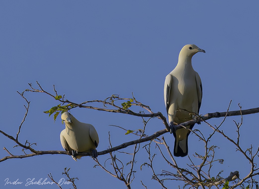 Pied Imperial-Pigeon - ML526778201