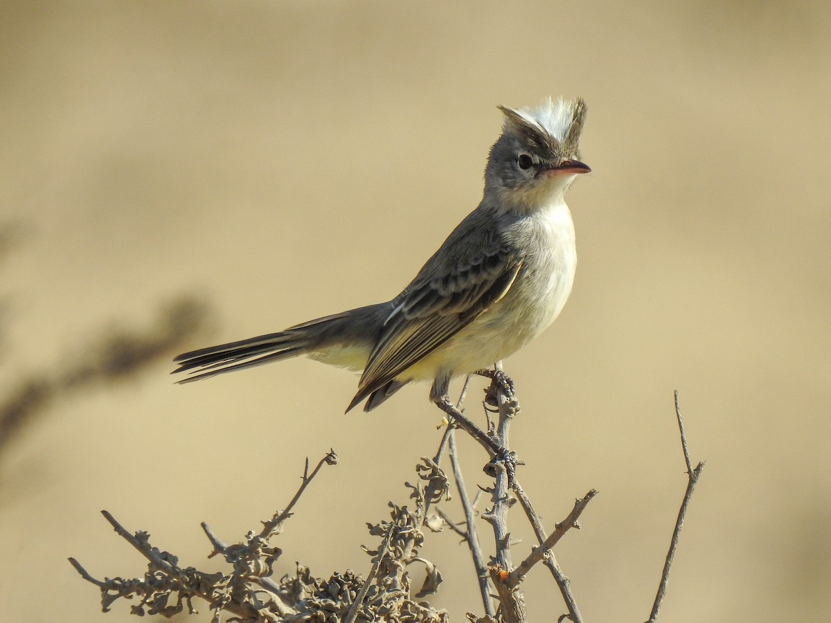 Gray-and-white Tyrannulet - Renato Huayanca M. - CORBIDI