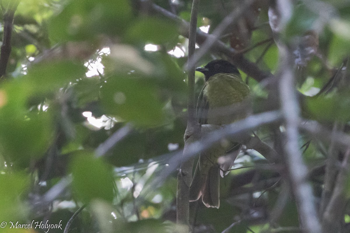 Cotinga à tête noire - ML526779231