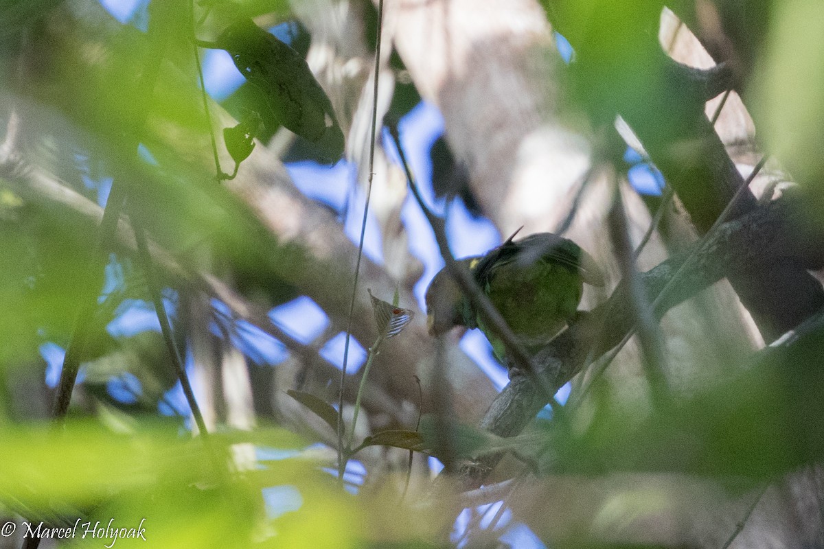 Golden-tailed Parrotlet - ML526779921