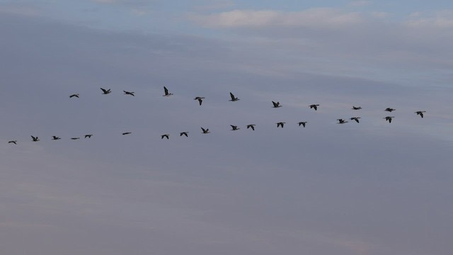 Cormorán Grande - ML526780511