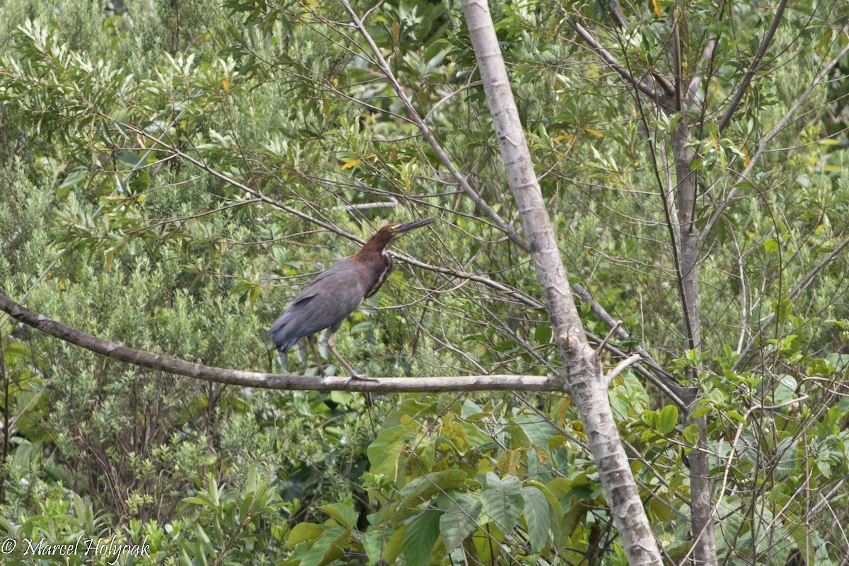 Rufescent Tiger-Heron - ML526780961