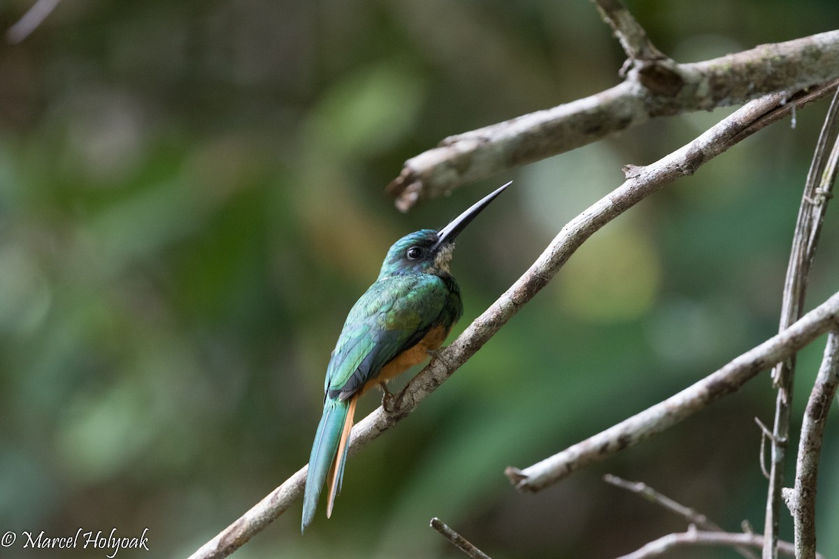 Rufous-tailed Jacamar - ML526781051