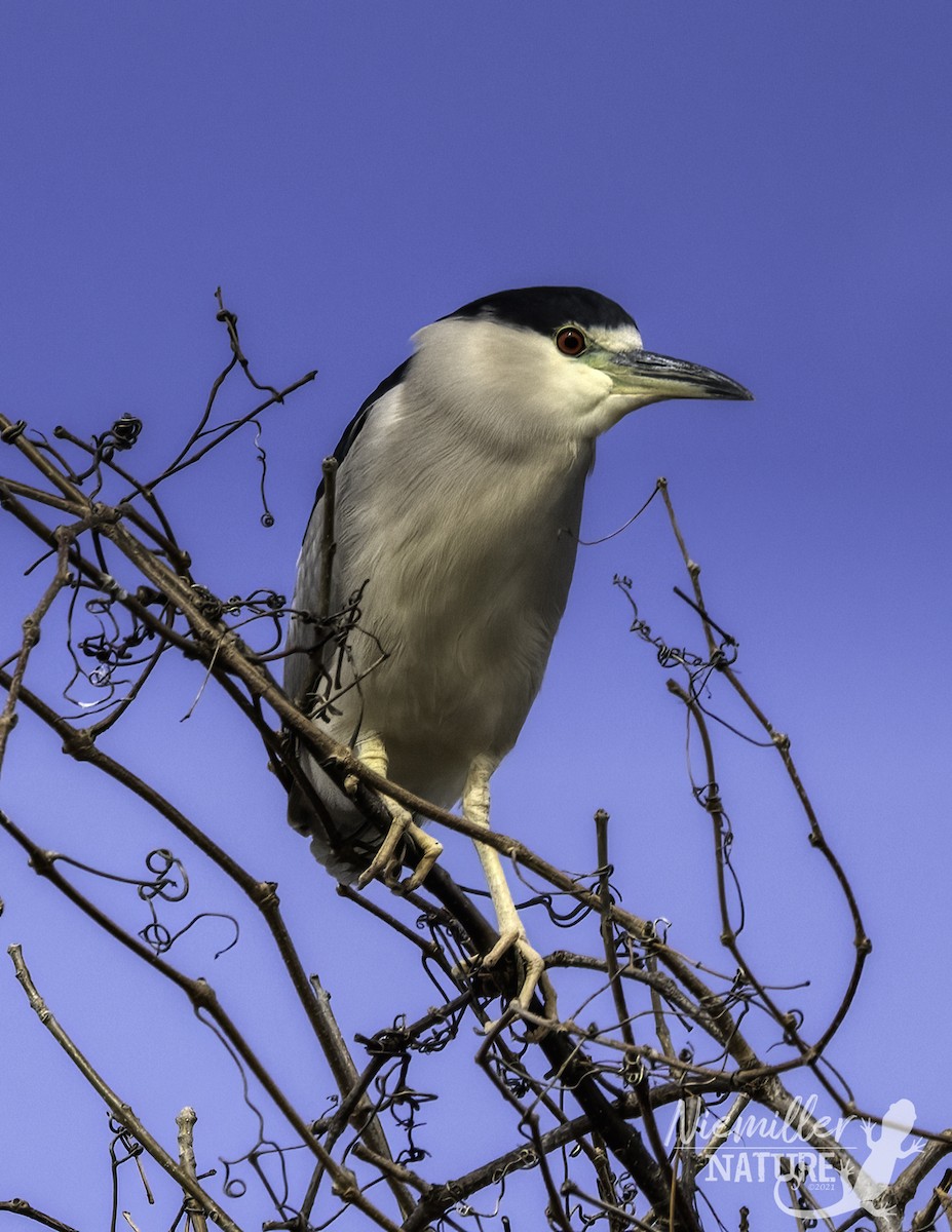 Black-crowned Night Heron - ML526781091