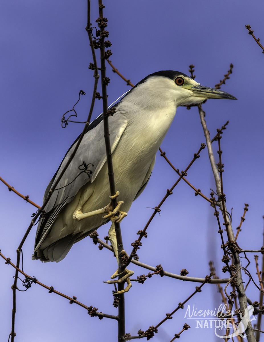 Black-crowned Night Heron - ML526781111