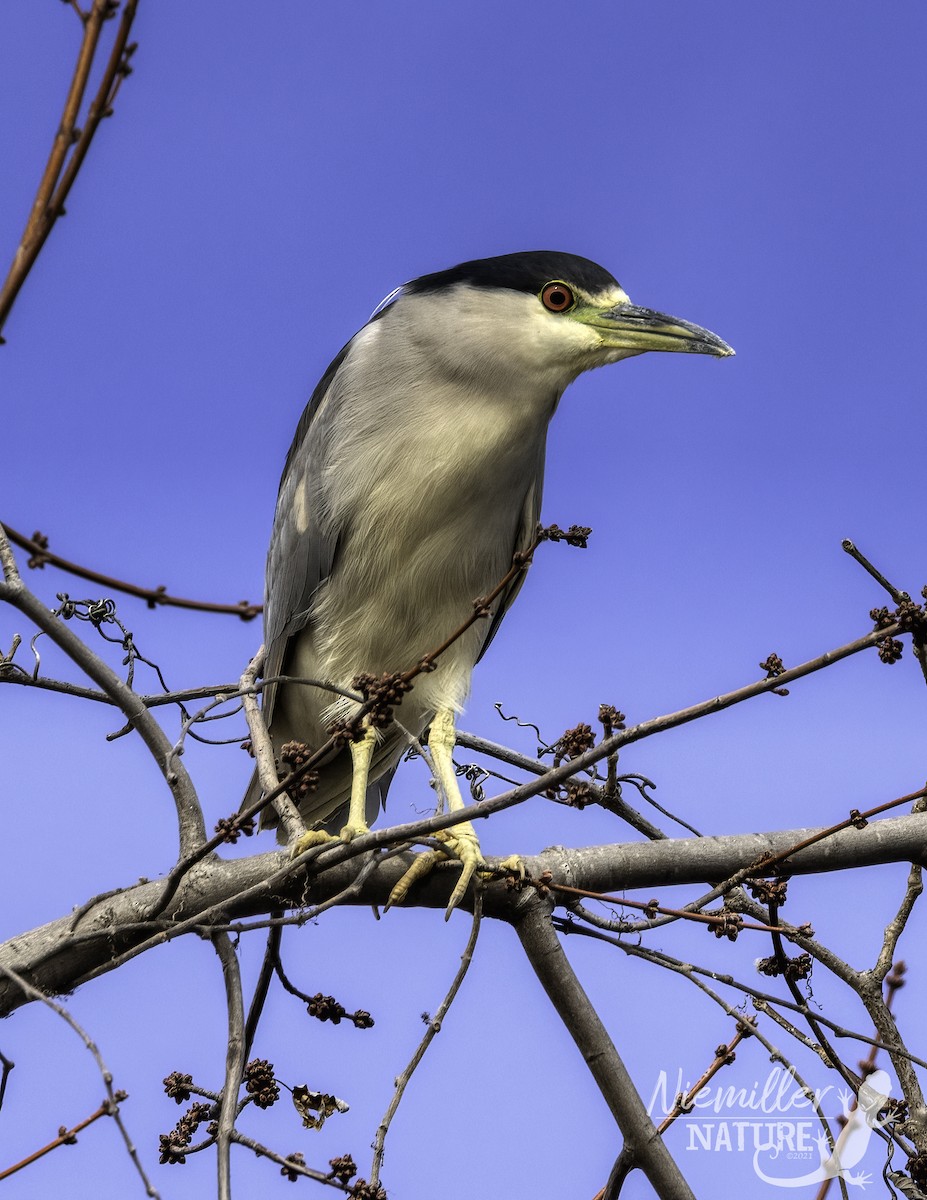 Black-crowned Night Heron - ML526781121