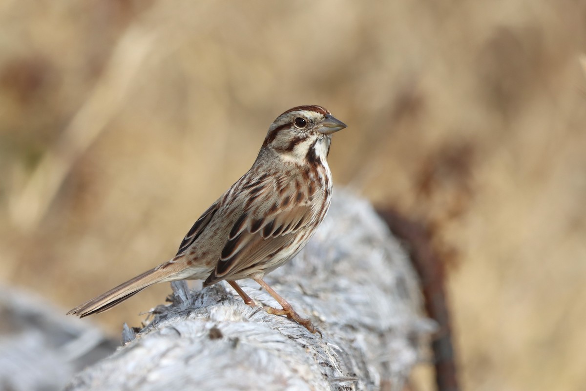 Song Sparrow - ML526781271