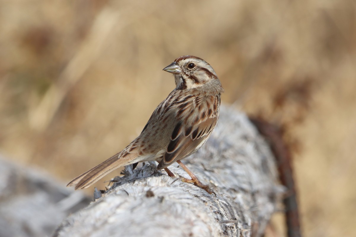 Song Sparrow - Vincent O'Brien