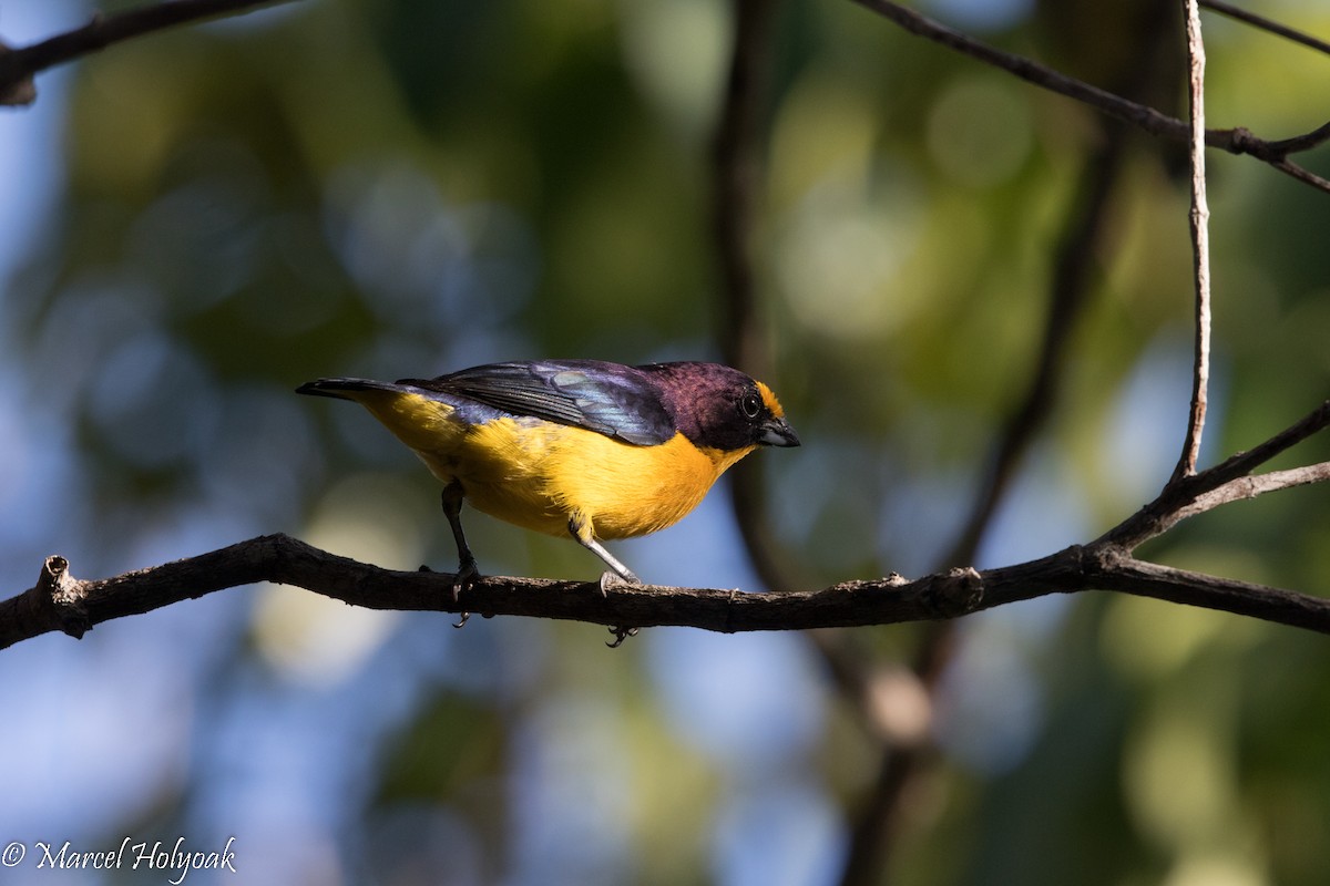 Violaceous Euphonia - ML526781971