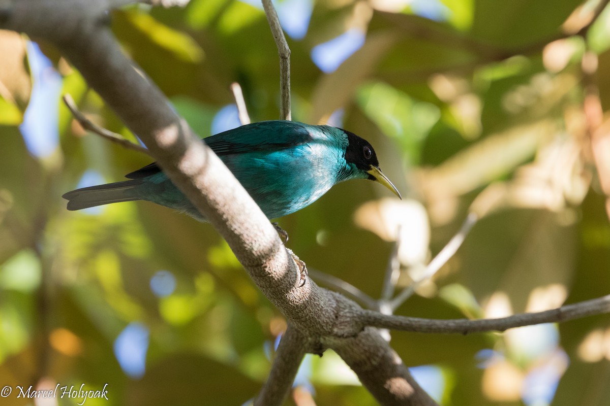 Green Honeycreeper - ML526782321