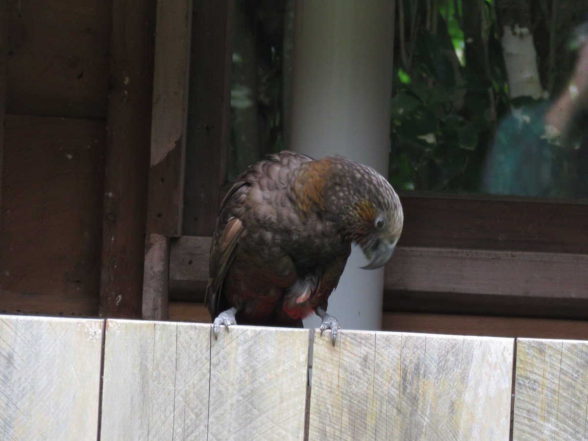 New Zealand Kaka - ML526782941