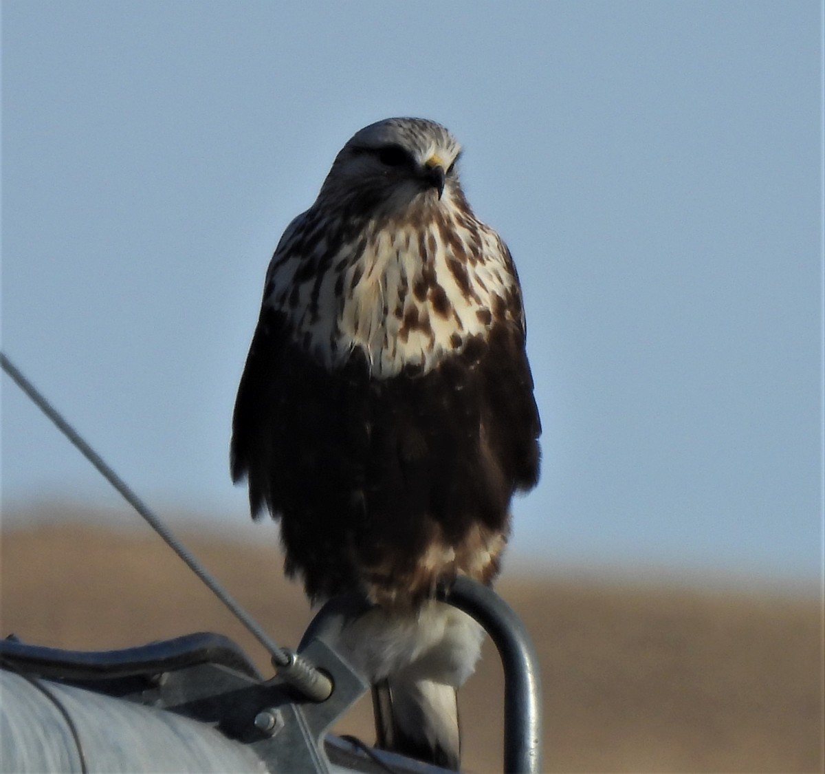 Rough-legged Hawk - ML526782961