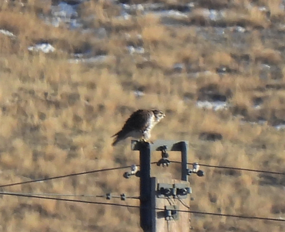 Prairie Falcon - ML526783281