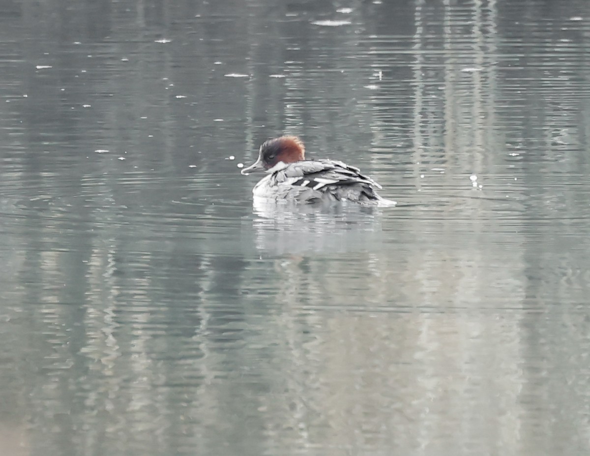 Smew - ML526783961