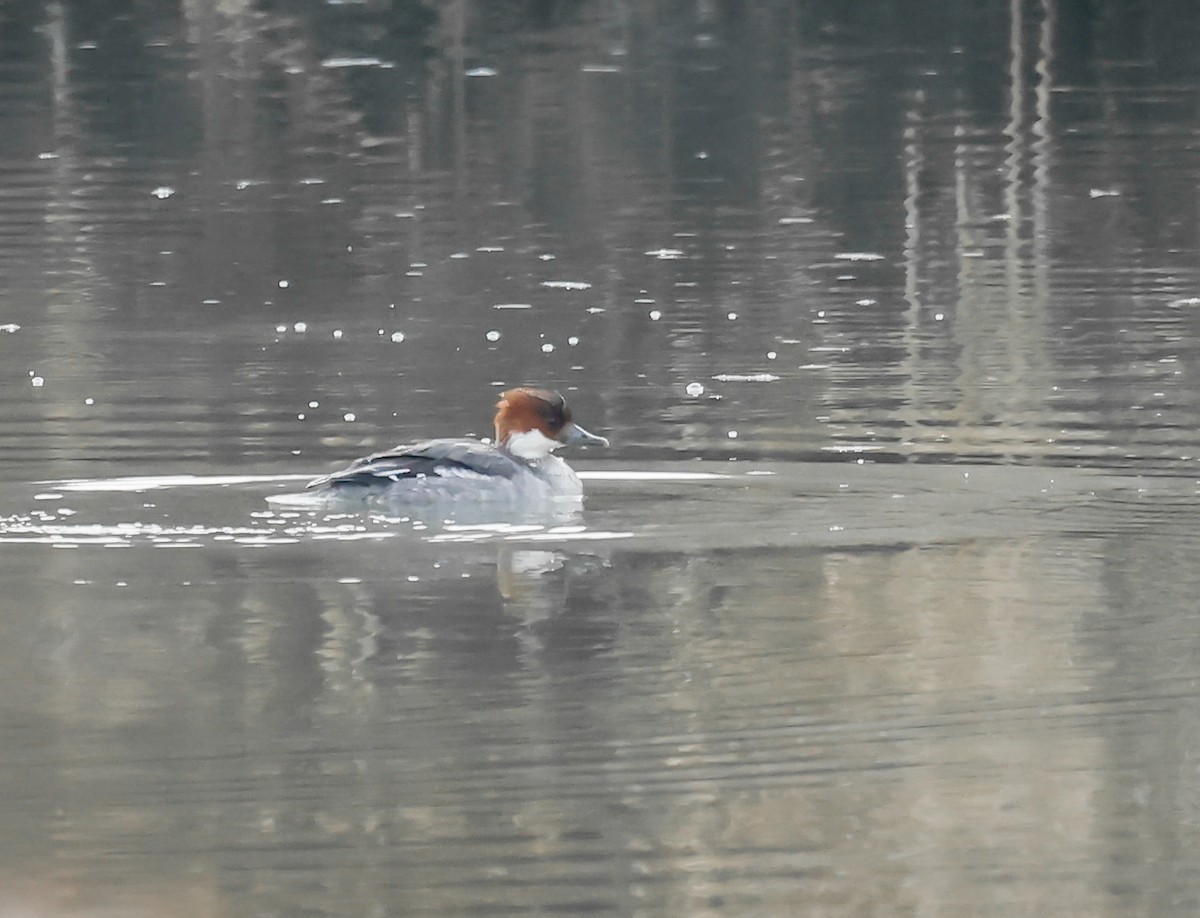 Smew - ML526783971