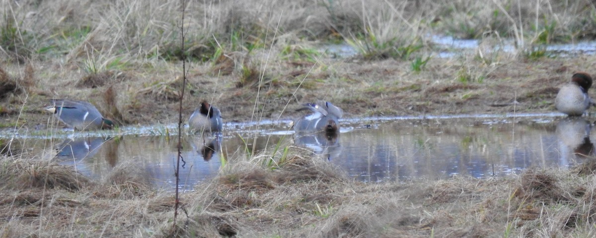 Green-winged Teal (American) - ML526784541