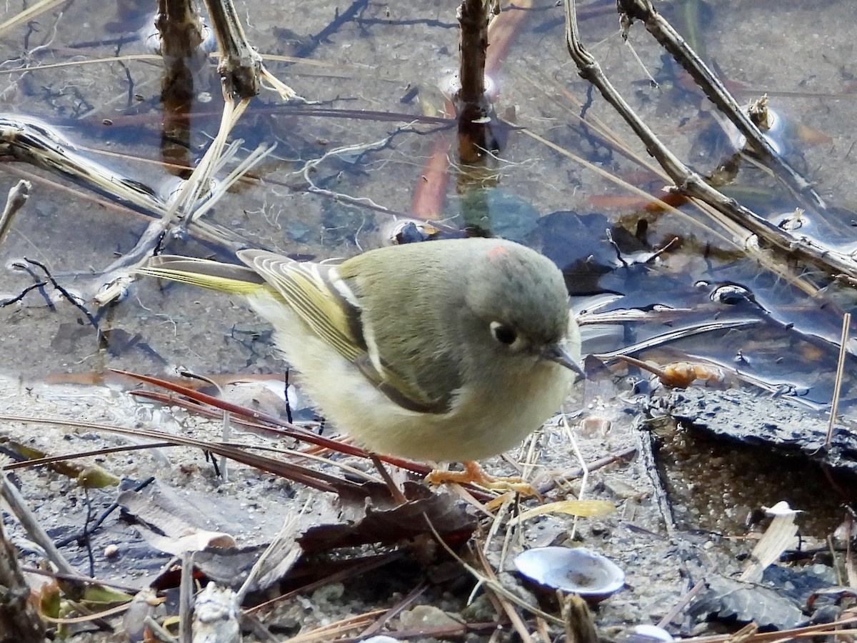 Ruby-crowned Kinglet - ML526785171