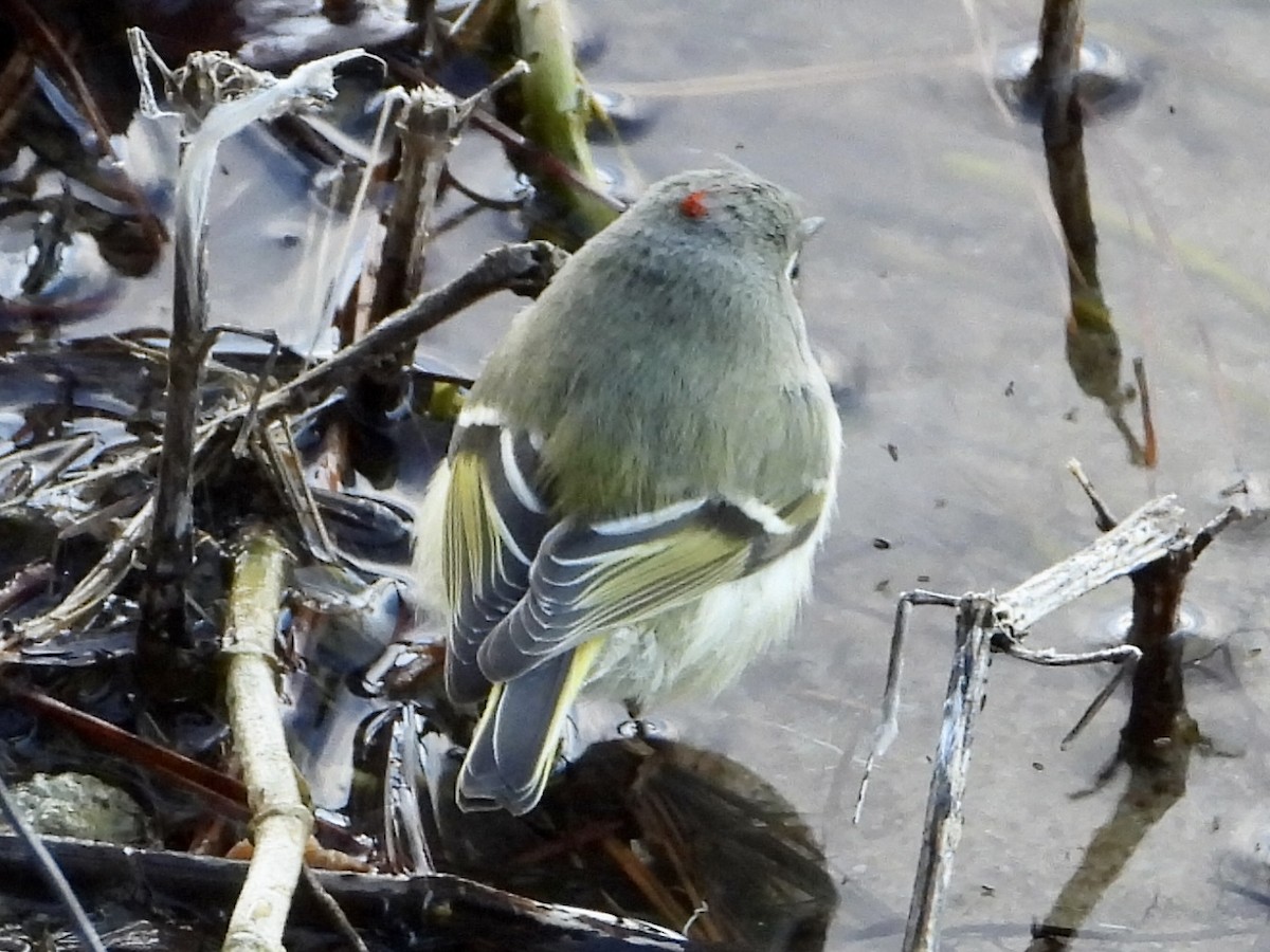 Ruby-crowned Kinglet - ML526785181