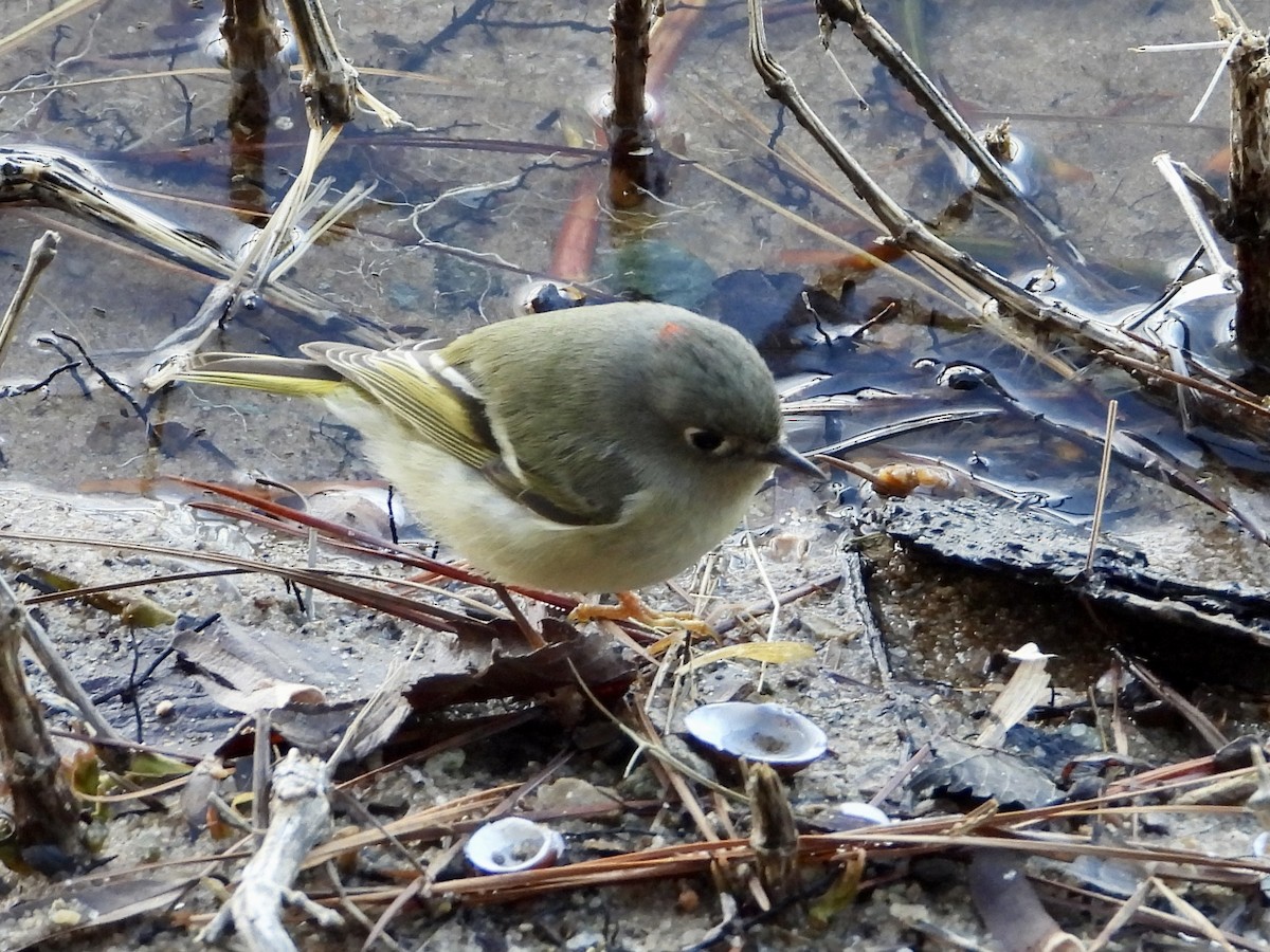 Ruby-crowned Kinglet - ML526785191