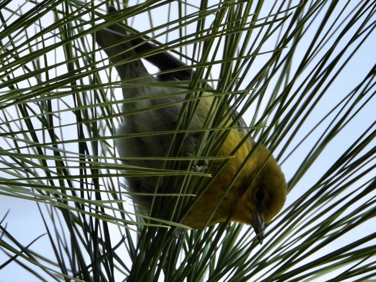Pine Warbler - ML526785351