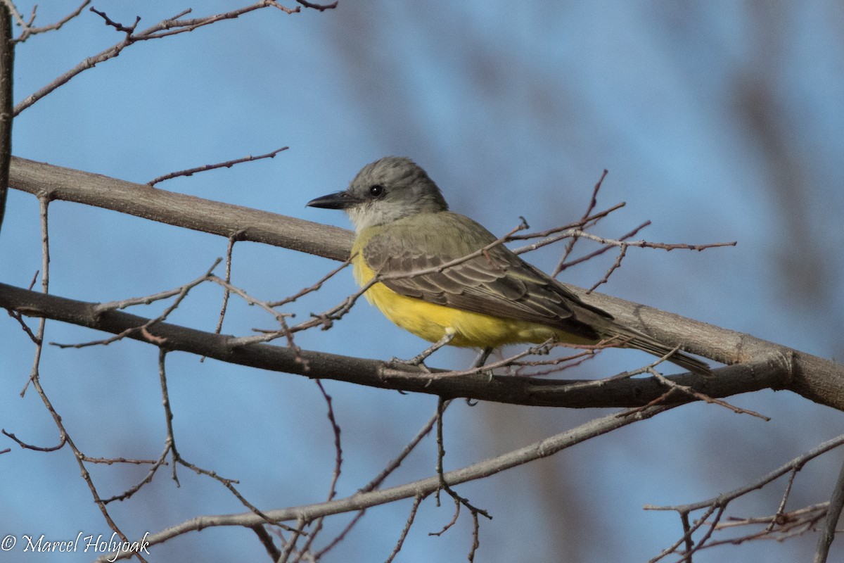 Couch's Kingbird - ML526785441