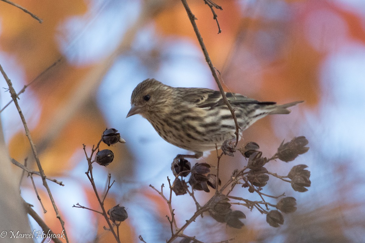 Pine Siskin - Marcel Holyoak