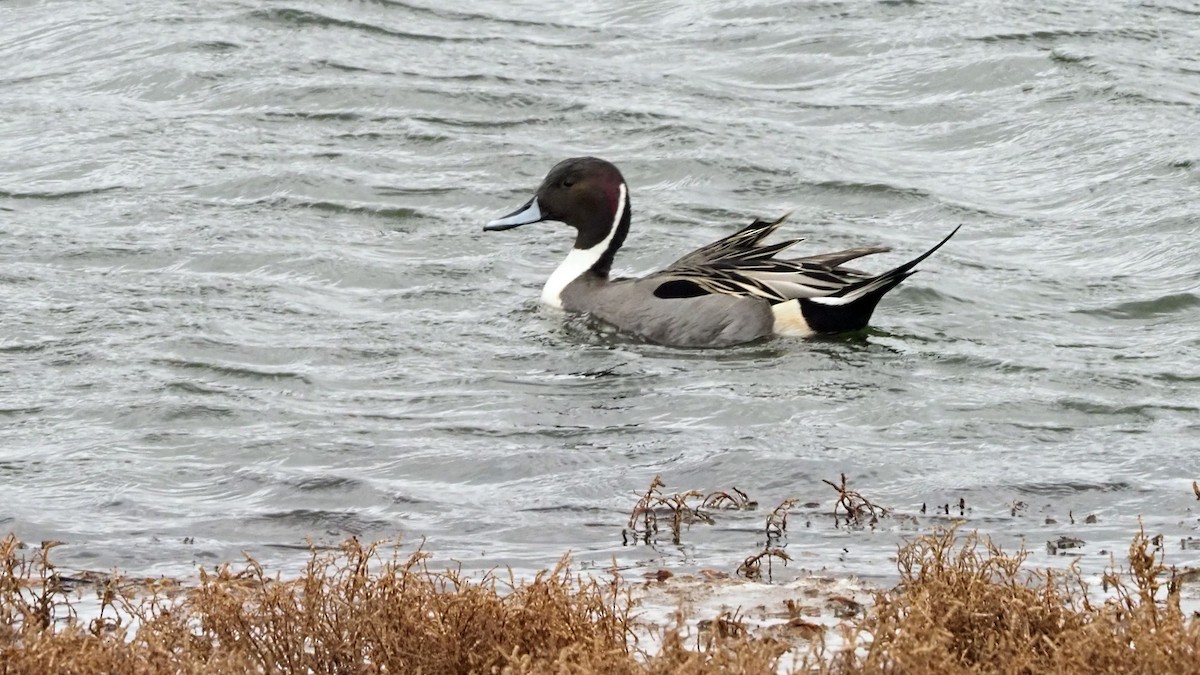 Northern Pintail - Andrew McCormick