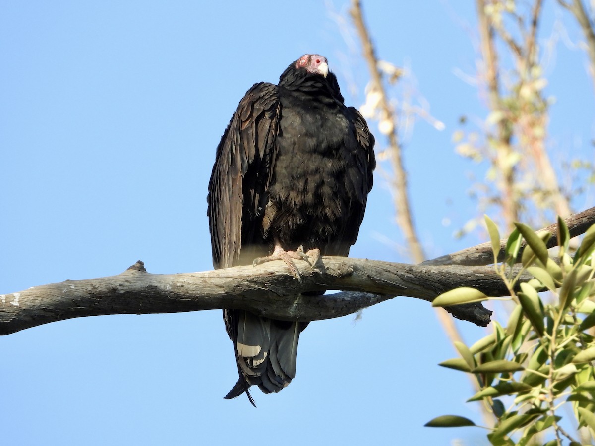 Turkey Vulture - Sam Woods