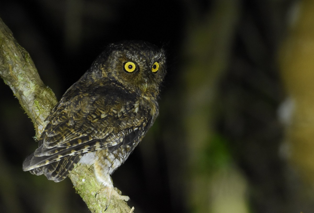 Bearded Screech-Owl - ML526788751