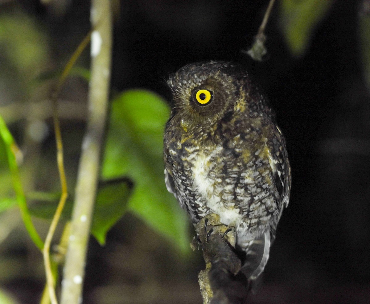 Bearded Screech-Owl - ML526788771