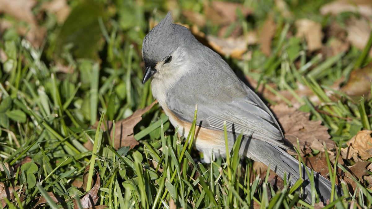 Tufted Titmouse - ML526789611