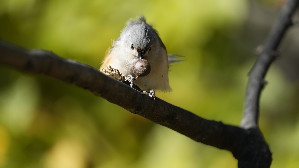 Tufted Titmouse - Hunter Book