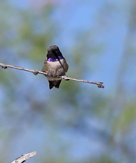 Black-chinned Hummingbird - ML52679071