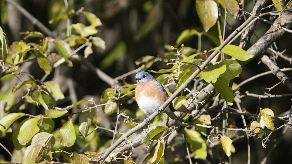 Eastern Bluebird - ML526790931