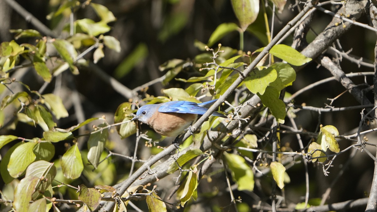 Eastern Bluebird - ML526790981