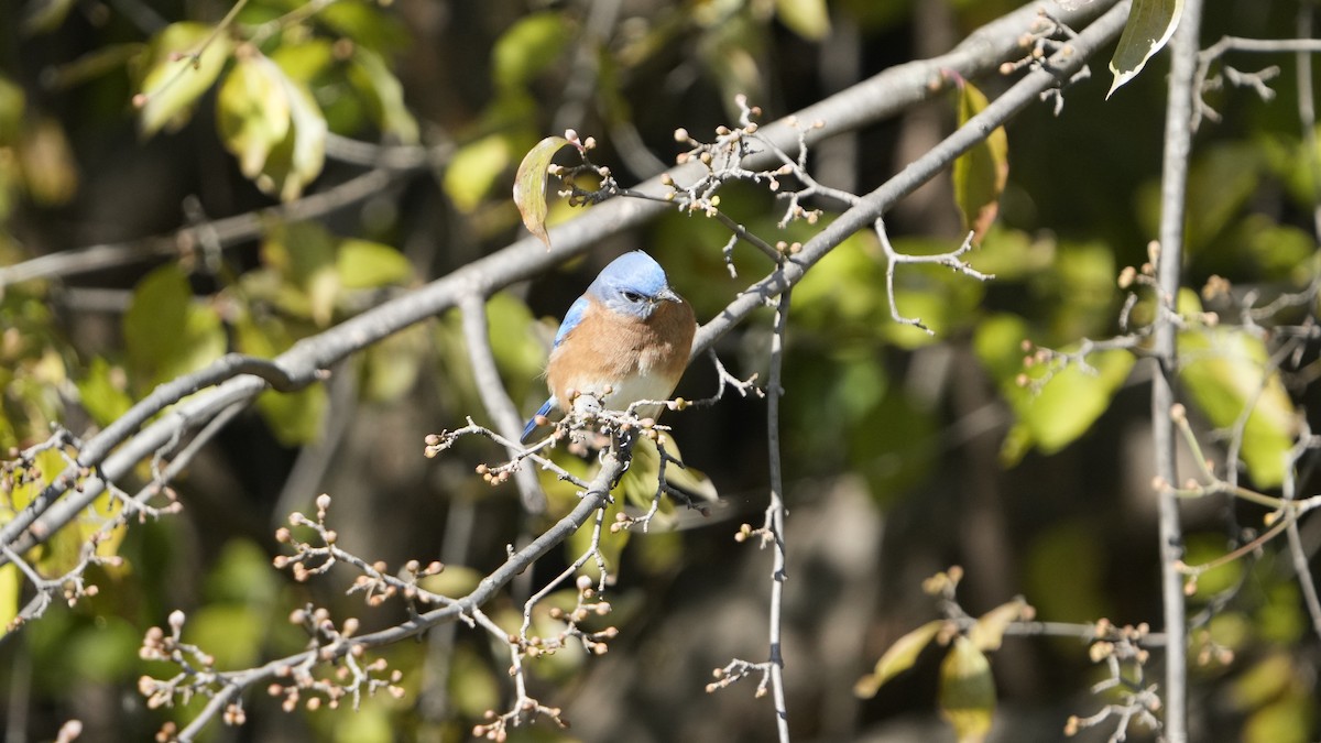 Eastern Bluebird - ML526791141