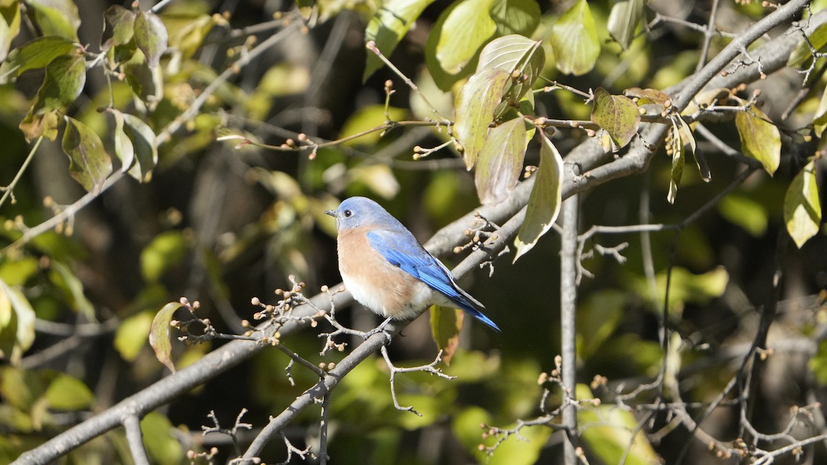 Eastern Bluebird - ML526791191