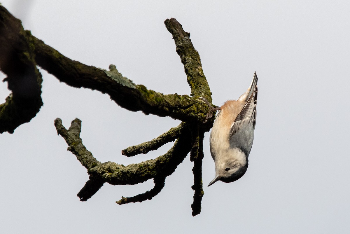 White-breasted Nuthatch - ML526791201