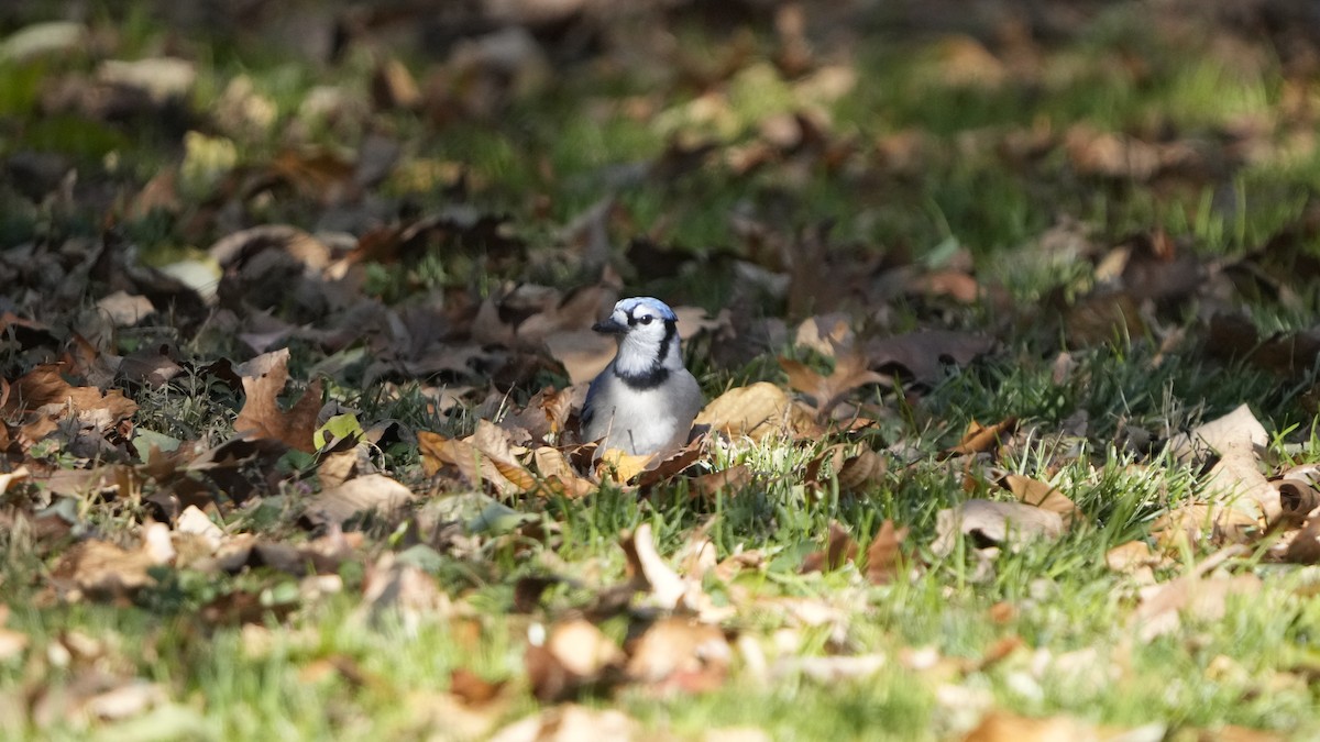 Blue Jay - ML526791371