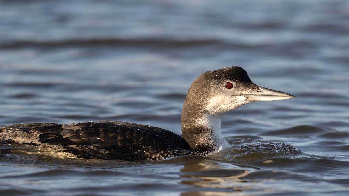 Common Loon - ML526791441